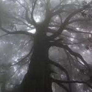 Meet your Posher, Raelynn